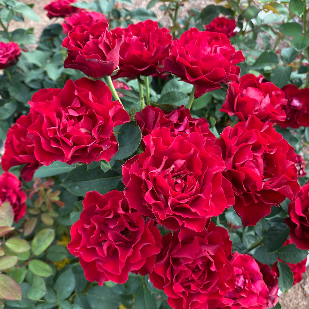 Dancing in the Dark&amp;reg; Rose Shrub