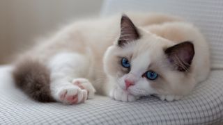 Birman cat