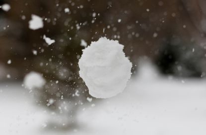 Snowball. 