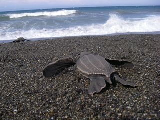 leatherback turtles, world's biggest turtles, sea turtles, biggest turtles on earth, endangered turtles, endangered species, earth, environment, largest turtles, protected species, Endangered Species Act news