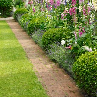 garden with pathway and flowering plants