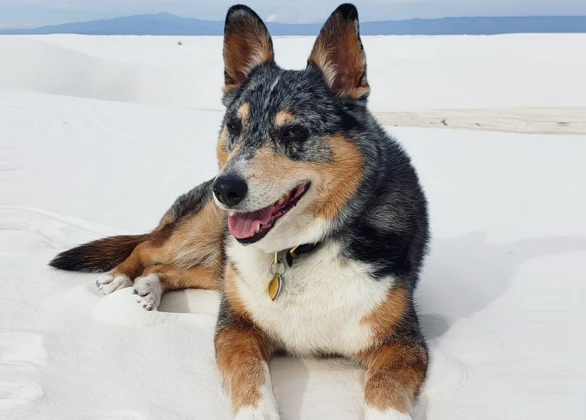 Einstein, the dog who played Cain in Red Dead Redemption 2