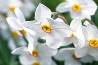 GROUP OF WHITE NARCISSUS DAFFODILS. Image shot 2009. Exact date unknown.