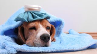 Beagle lying down with a cold compress on his head and wrapped up in a blue blanket