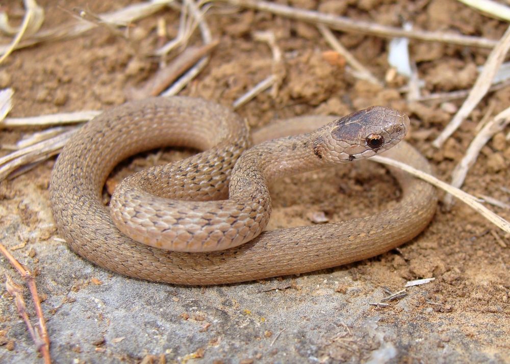 Tiny baby snake