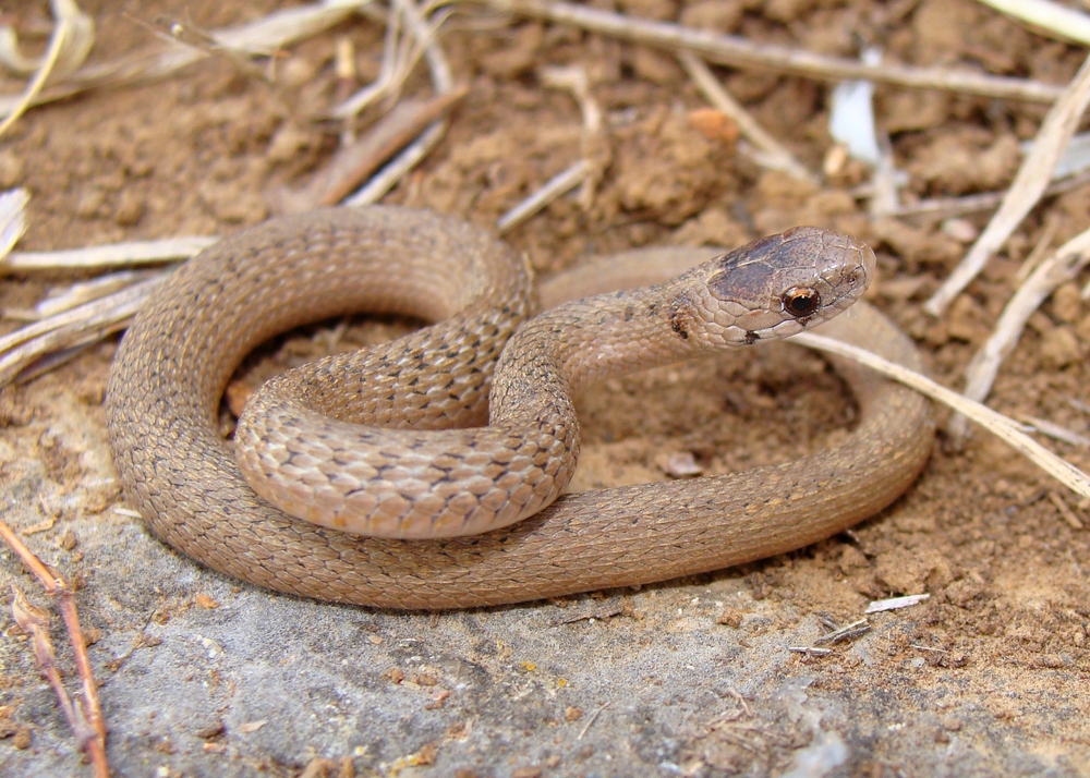 Facts About Brown Snakes Live Science