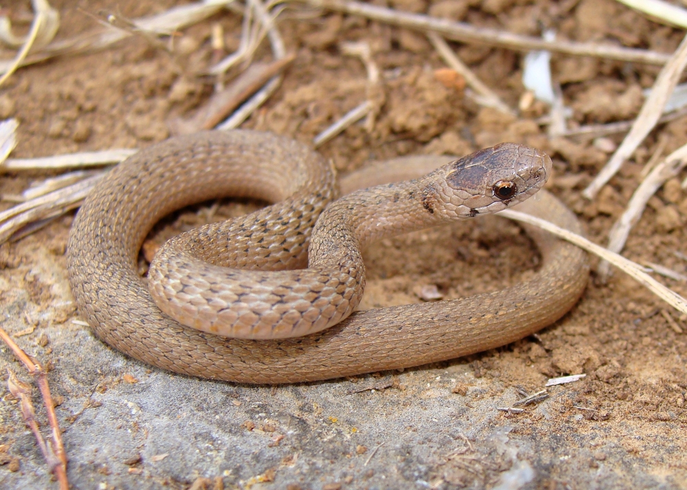 brown snake with white stripes on head florida