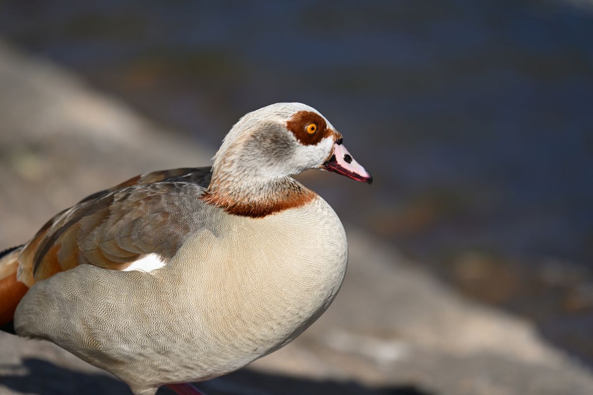 Nikon Z 400mm f/2.8 TC VR S
