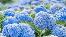 Blue hydrangea field