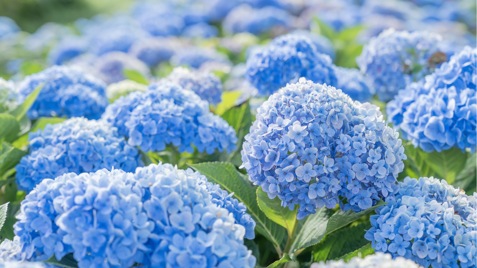 Blue hydrangea field