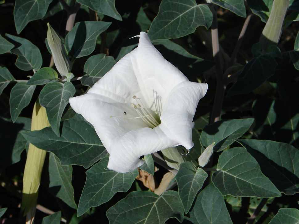 Sacred Datura Photos of a Beautiful (But Poisonous) Plant Live Science