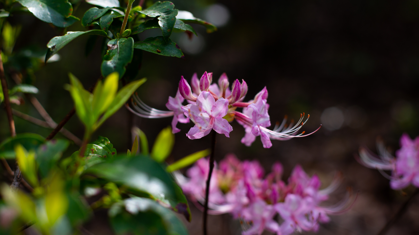 Bright pink showy flowers on wild azalea bush