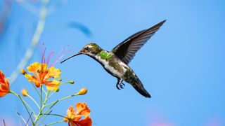 hummingbird by flowers