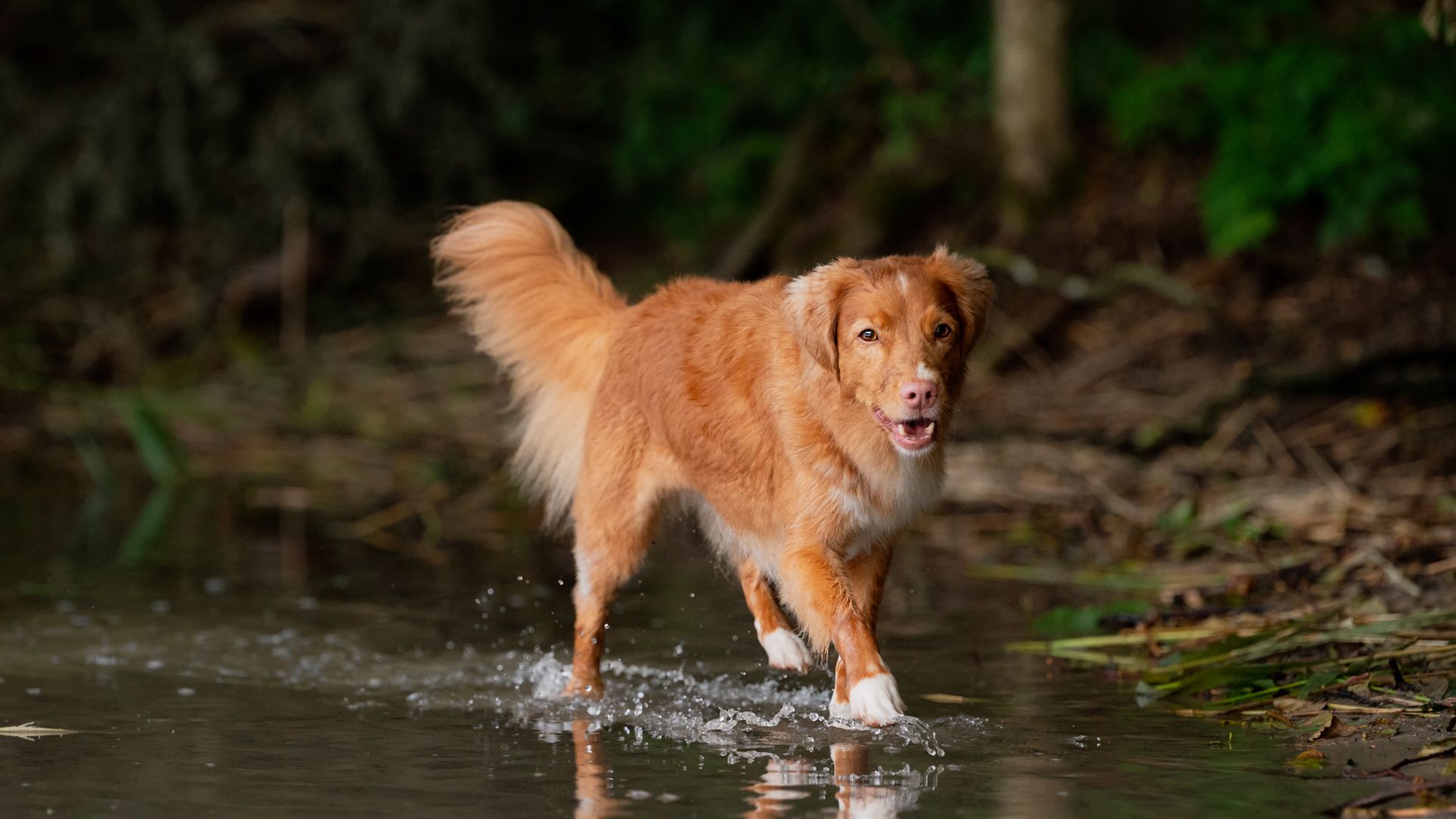 a ginger nova scotia duck tolling retriever with long, fluffy hair, trotting through shallow water