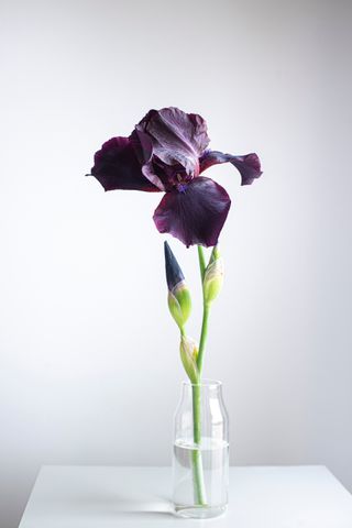 purple iris in glass vase