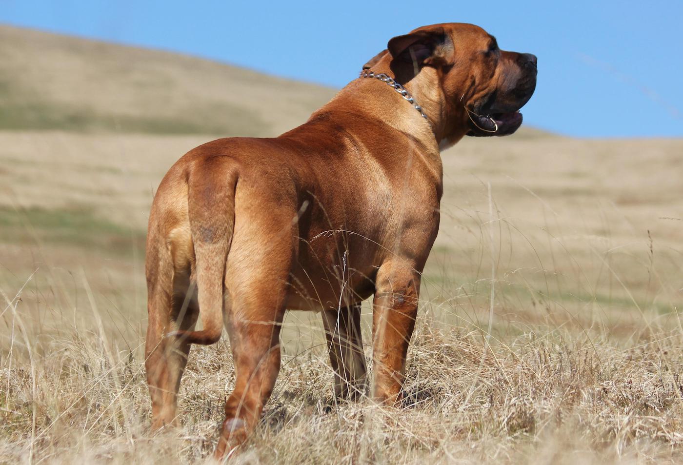 South African Boerboel. African Mastiff.
