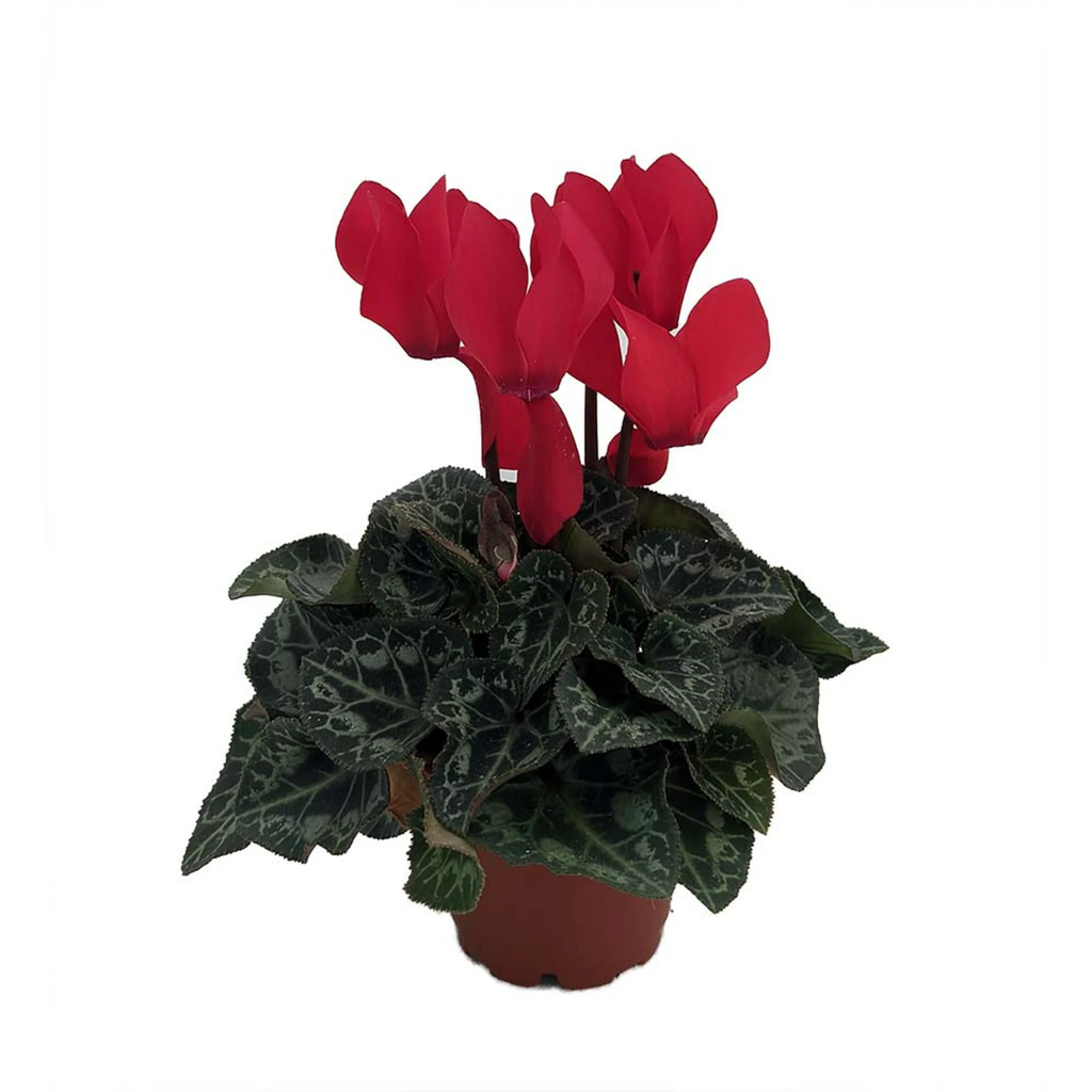 8 Cold Tolerant Indoor Plants to Bring into Your Home | Livingetc