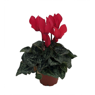 Red Persian Violet - Cyclamen 