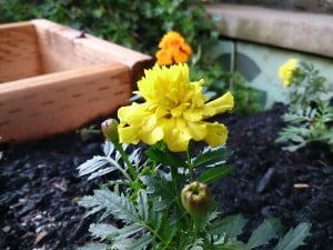 Sony Xperia ZL Camera Sample 8