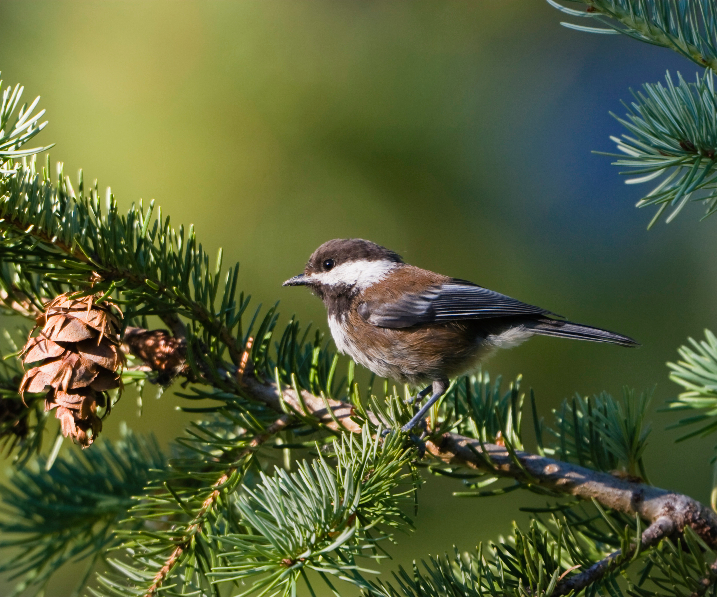Chestnut-backed chickadee on an evergreen branch