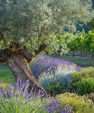 olive tree amongst lavender