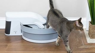 Best self-cleaning litter boxes   