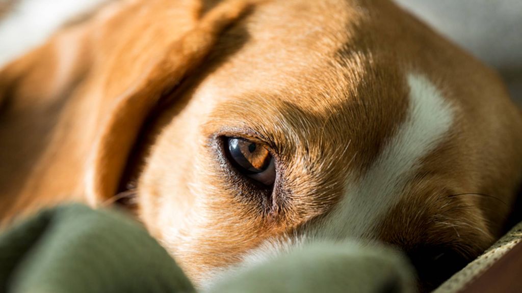 Why do dogs sleep with eyes open and is it normal? PetsRadar