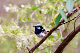 A superb fairy wren on a branch