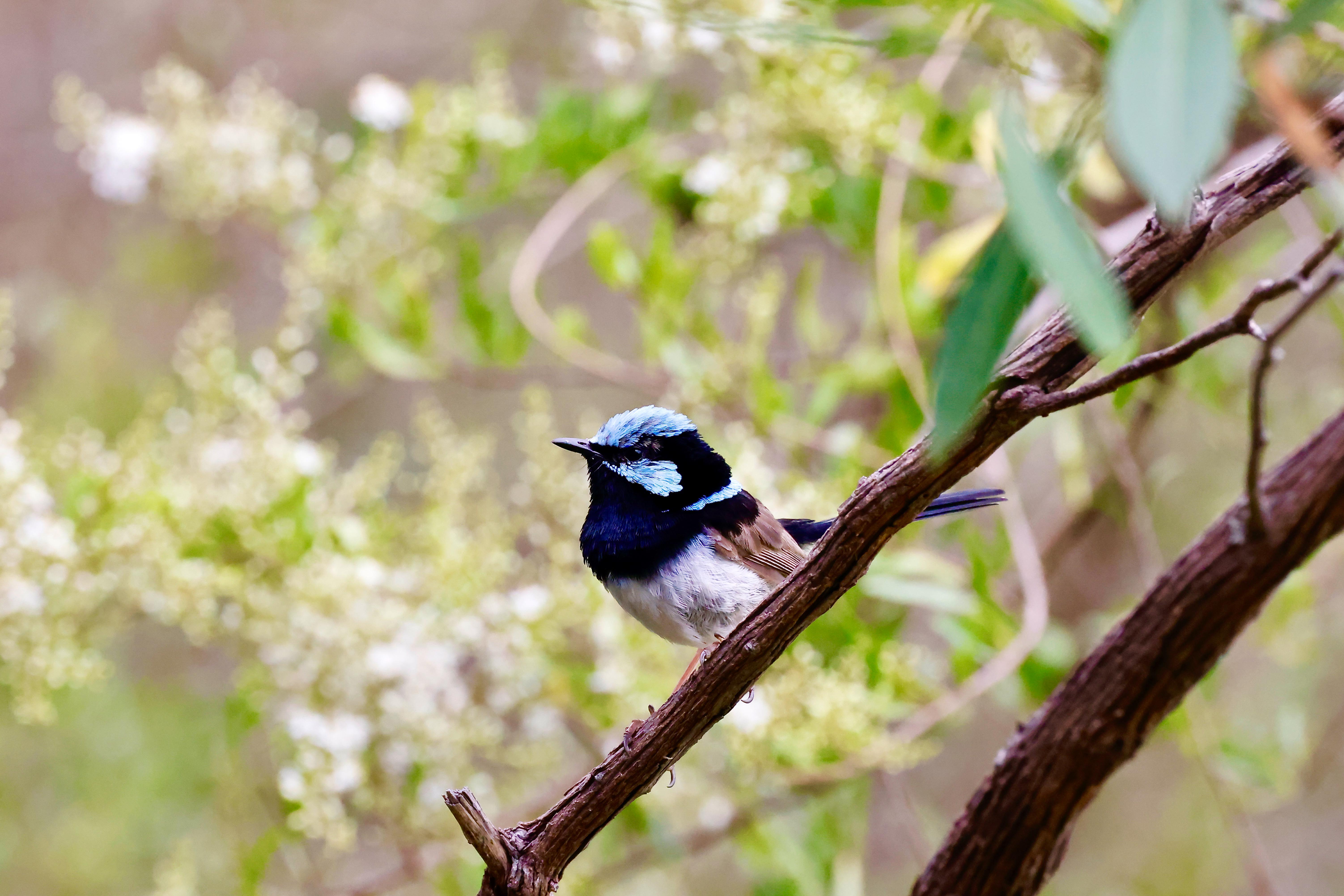 A magnificent fairy wren perched on a branch