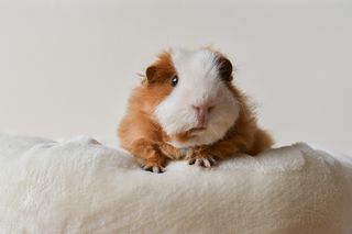 Guinea pig on a blanket in need of the best bedding for guinea pigs