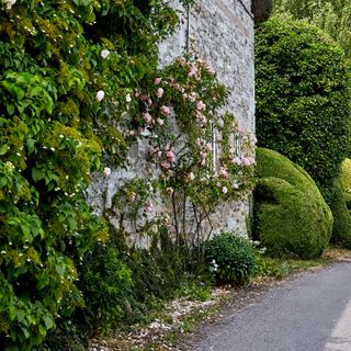 Picture shows the side wall of a house, weathered and textured, taken from the roadside. A climbing Rose and hydrangea cover the walls. Lovely clipped hedges beyond. Taken in Spring 28th of June 2023 near Salisbury, Wiltshire, UK.