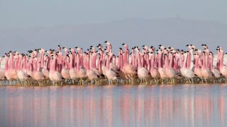 Flamingos in Planet Earth II