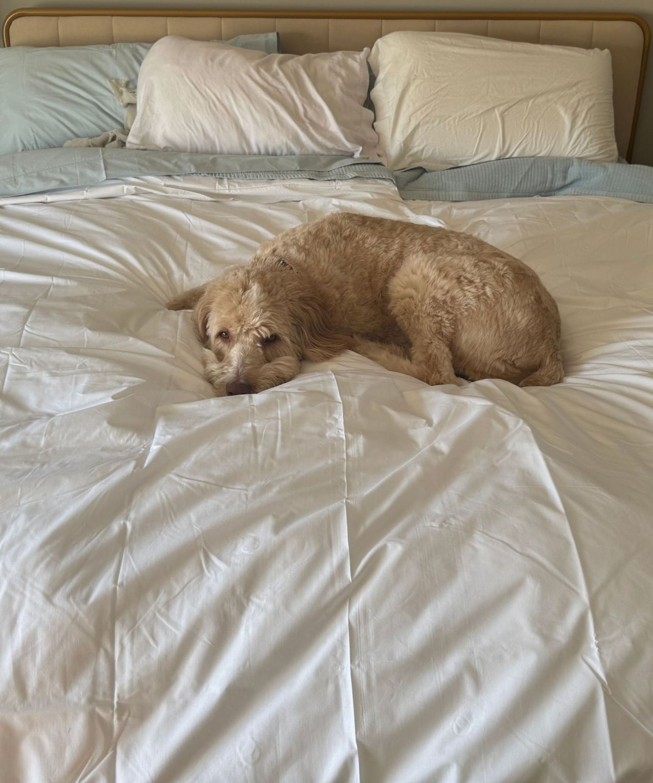 Sferra somerset duvet insert pictures on a double bed with a brown dog curled up in the center.