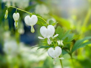 white Bleeding Heart 'Alba' flowers