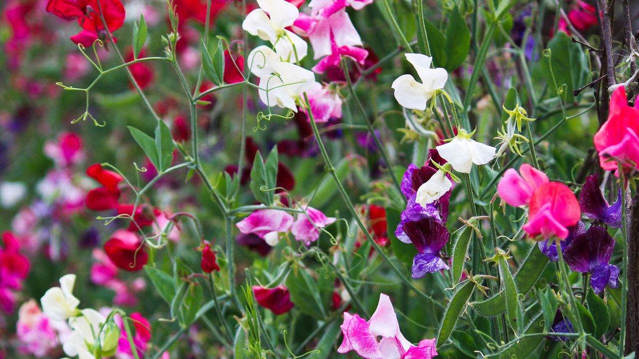 Mixed pink and purple sweet peas