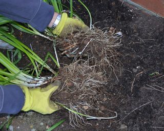 Lifting daffodil bulbs before checking they are healthy and replanting them