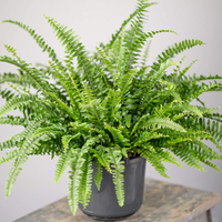 Stunning Boston Fern | Indoor Home or Office Plant | 25-35cm