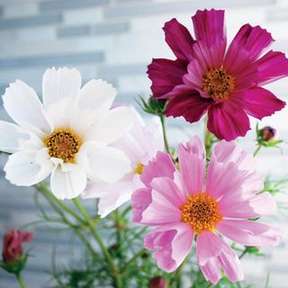 cosmos sea shells mixed pink and white flowers