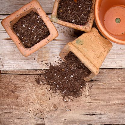 old potting soil spilling out of terracotta pots on table