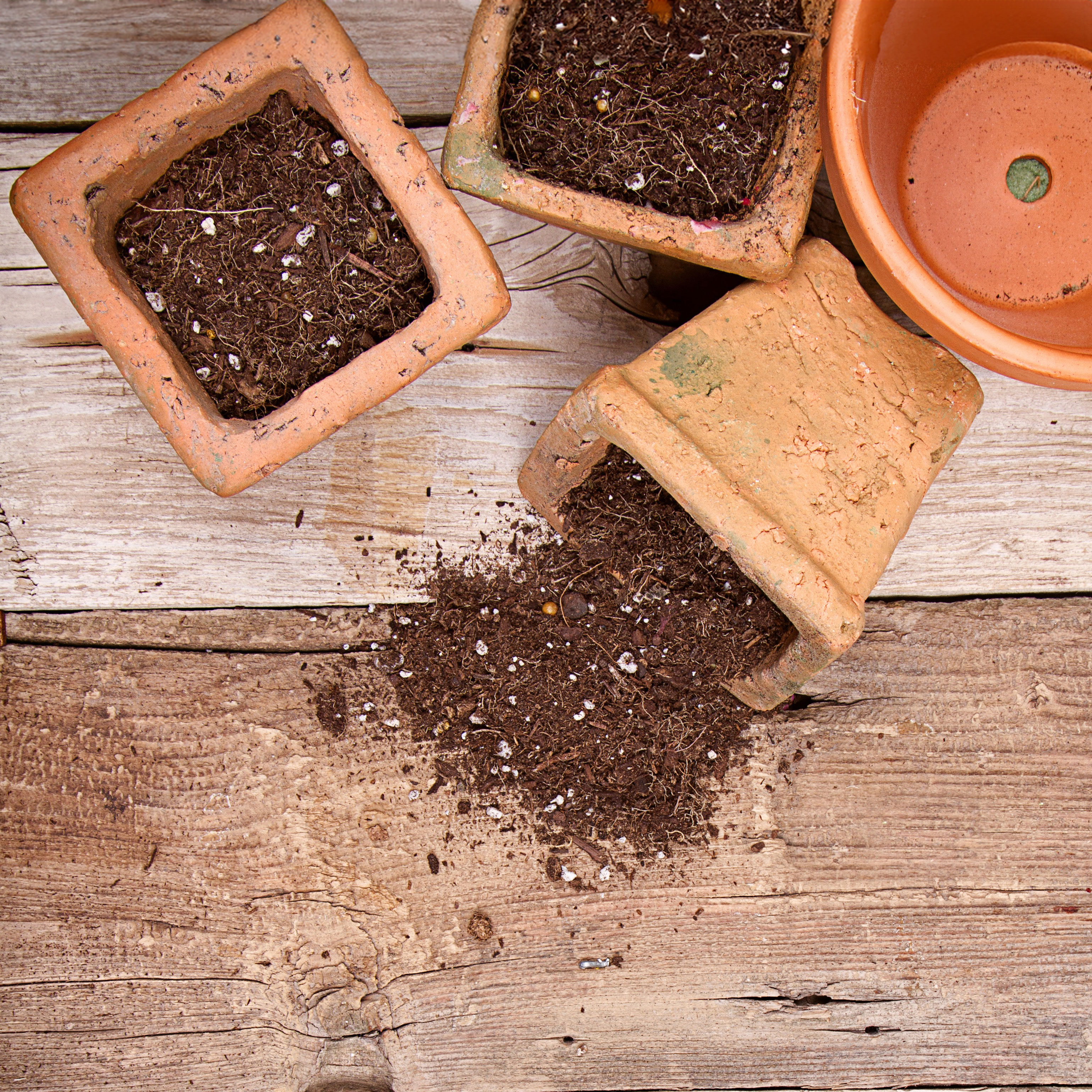 old potting soil spilling out of terracotta pots on table
