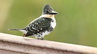 Green Kingfishers in Texas