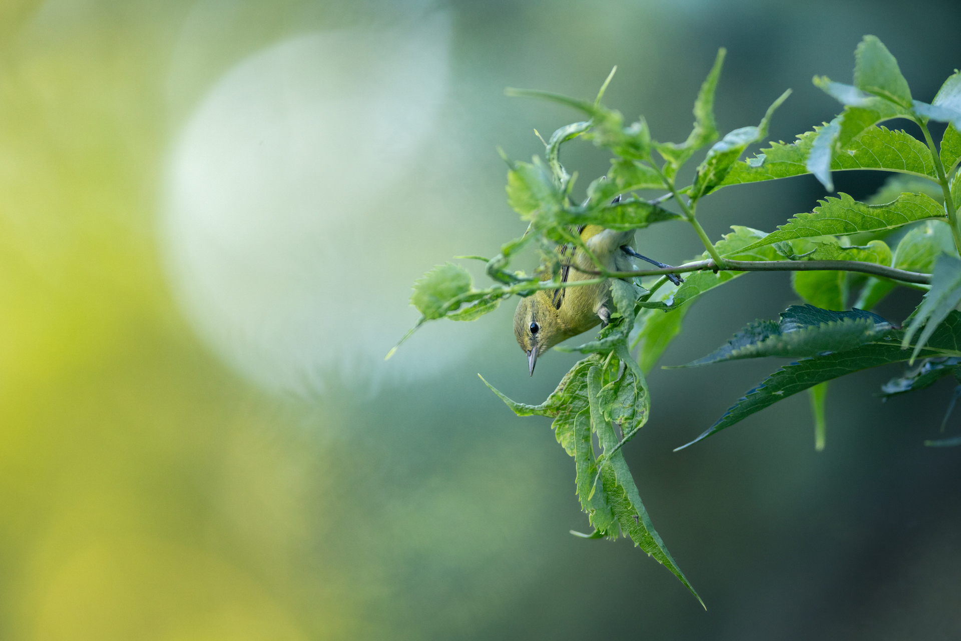 Small bird perched upside down on green leafy branch against blurred natural background