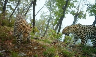 A camera trap captured this image of two Amur leopards in a previous census of the rare cat's population in the Land of the Leopard National Park in Russia.