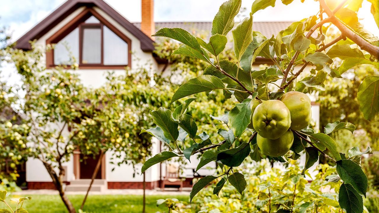 Apple trees in front yard of house