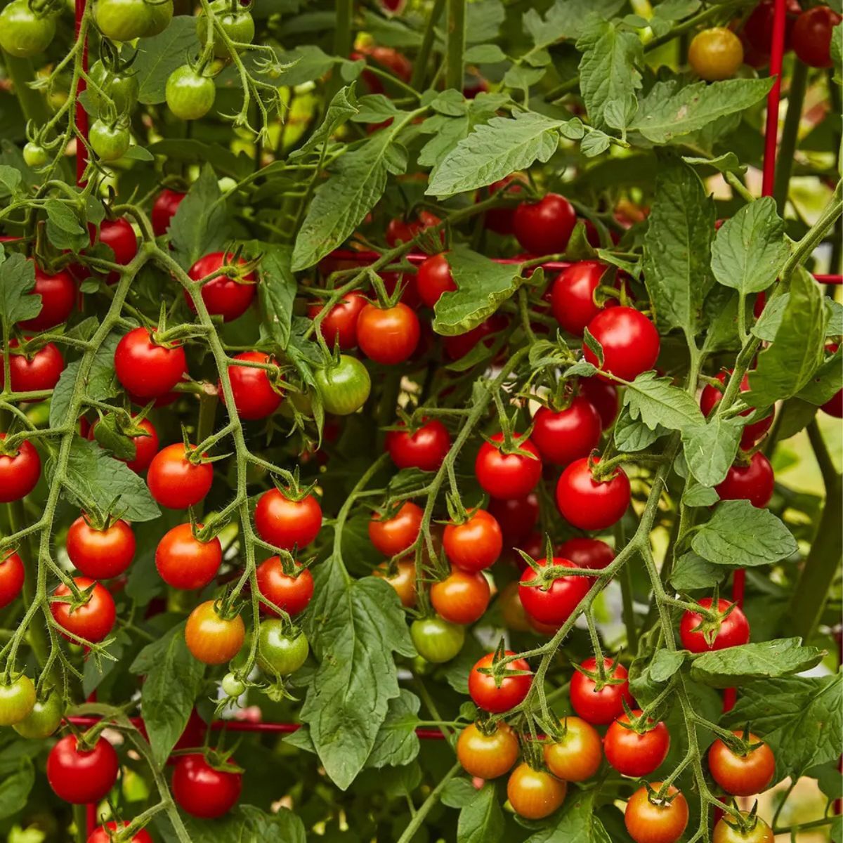 Tomato Plant