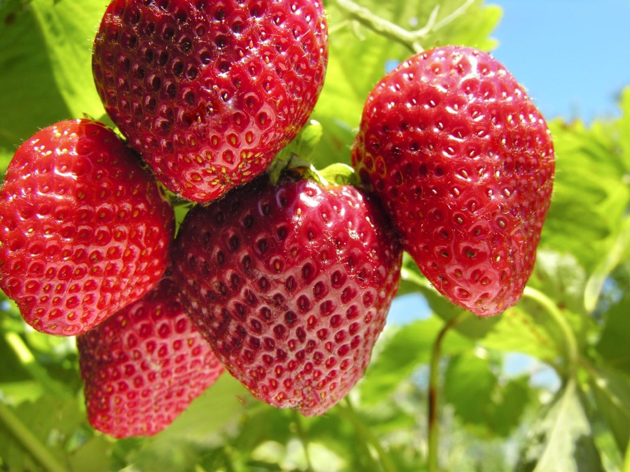 Red Sequoia Strawberry Plant