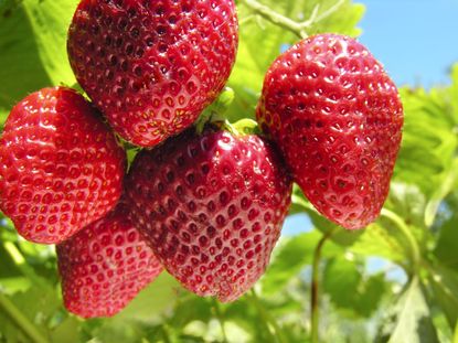 Red Sequoia Strawberry Plant