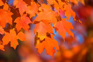orange autumn leaves