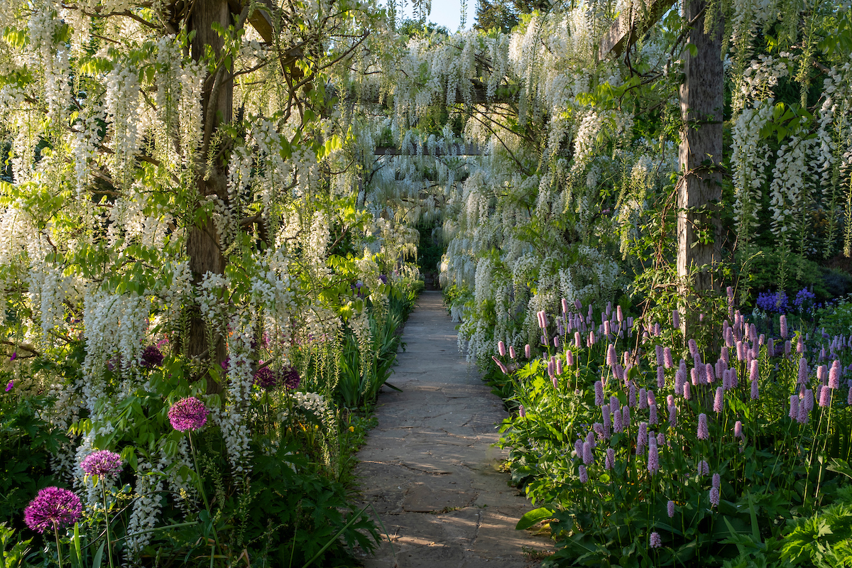Gravete Manor&#039;s White Wisteria Shiro Noda Pergola at the back of the flower garden