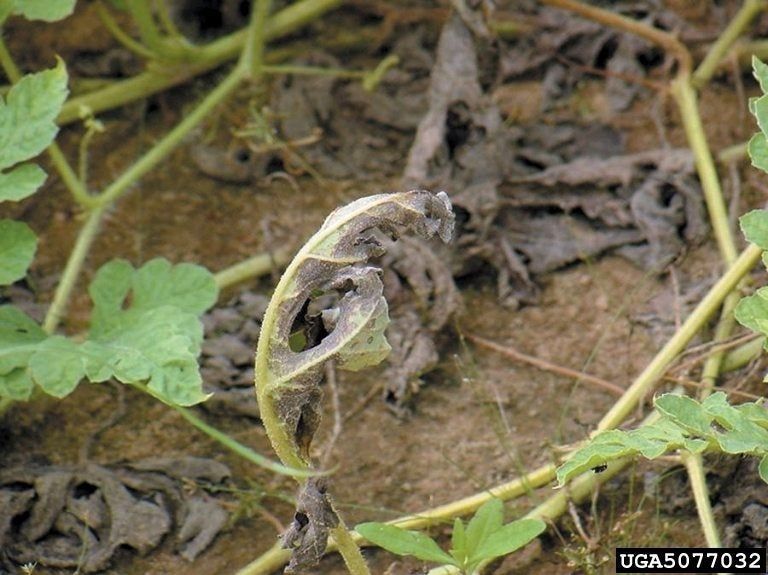 Downy Mildew On Watermelon Vines